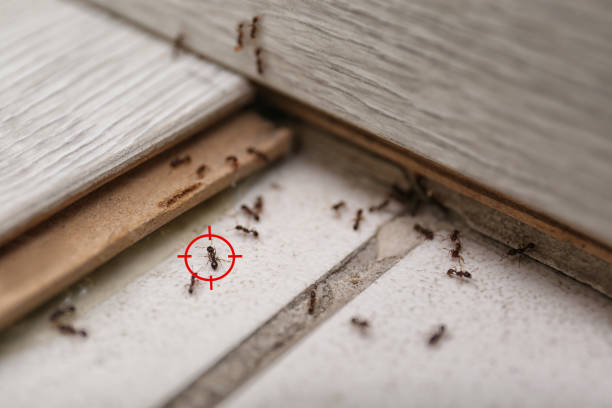 Best Spider Control Near Me  in Alpena, MI